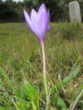 Crocus ligusticus